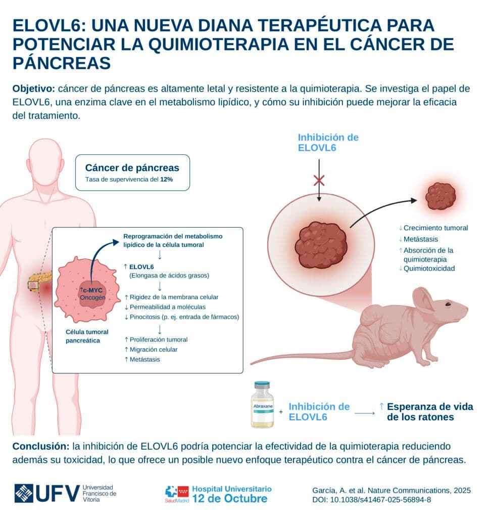 La Universidad Francisco de Vitoria y el Hospital 12 de Octubre logran adelgazar la membrana de la célula tumoral en cáncer de páncreas para que la quimioterapia penetre de manera más efectiva | UFV 250414_infografia-Cancer-Pancreas-UFV-12-Octubre-1-962x1024 La Universidad Francisco de Vitoria y el Hospital 12 de Octubre logran adelgazar la membrana de la célula tumoral en cáncer de páncreas para que la quimioterapia penetre de manera más efectiva | UFV Estudiar en Universidad Privada Madrid