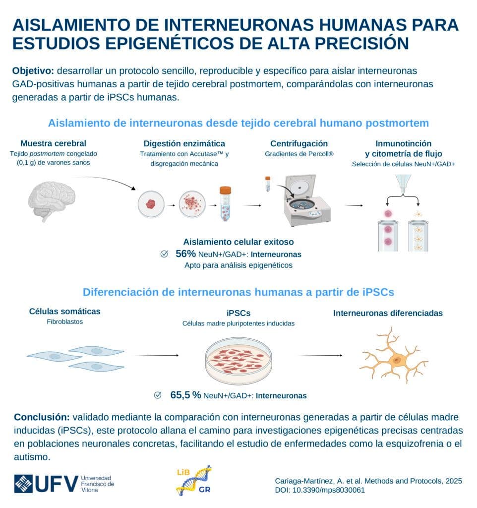 Una nueva técnica abre la puerta al estudio directo de neuronas implicadas en enfermedades mentales | UFV 250714_para-publicar_Isolate-Interneurons_SPA@2x-100-962x1024 Una nueva técnica abre la puerta al estudio directo de neuronas implicadas en enfermedades mentales | UFV Estudiar en Universidad Privada Madrid